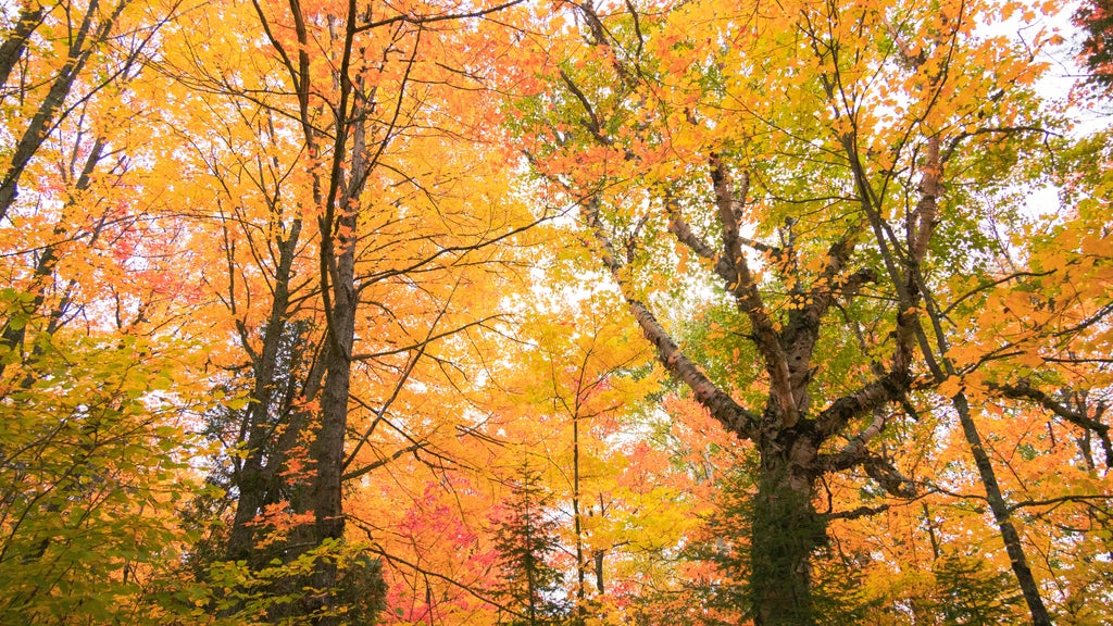 Summerlike weekend on tap in Twin Cities; fall returns early next week — WCCO / CBS Minnesota, Maplewood Community news