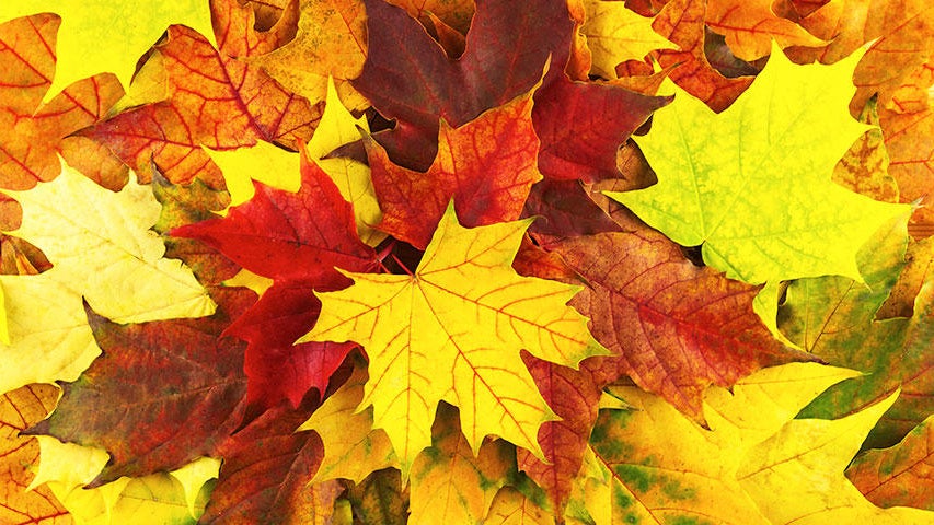 Cooler, quieter fall weather returns Tuesday in the Twin Cities — WCCO / CBS Minnesota, Maplewood Community news