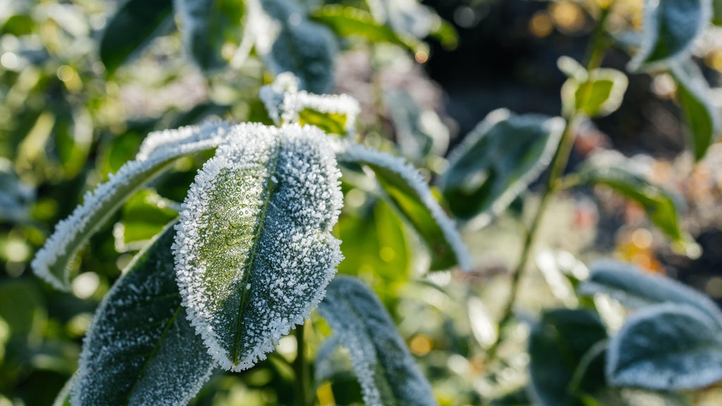 The first frost of the season is expected Saturday. Here's how to prepare your garden — WCCO / CBS Minnesota, Maplewood Sports news