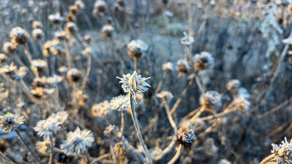 Breezy winds bring cool air to Minnesota, with first frost possible in the metro Friday night — WCCO / CBS Minnesota, Maplewood Sports news