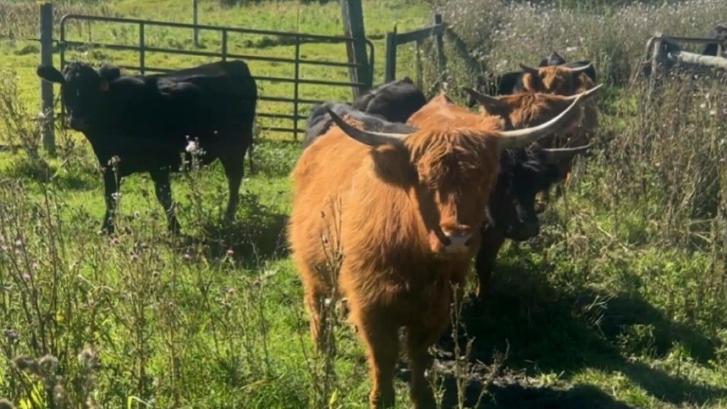 Minnesota farmer calls for thief to return nearly a dozen cows: "You're going to go to jail" — WCCO / CBS Minnesota, Maplewood Community news