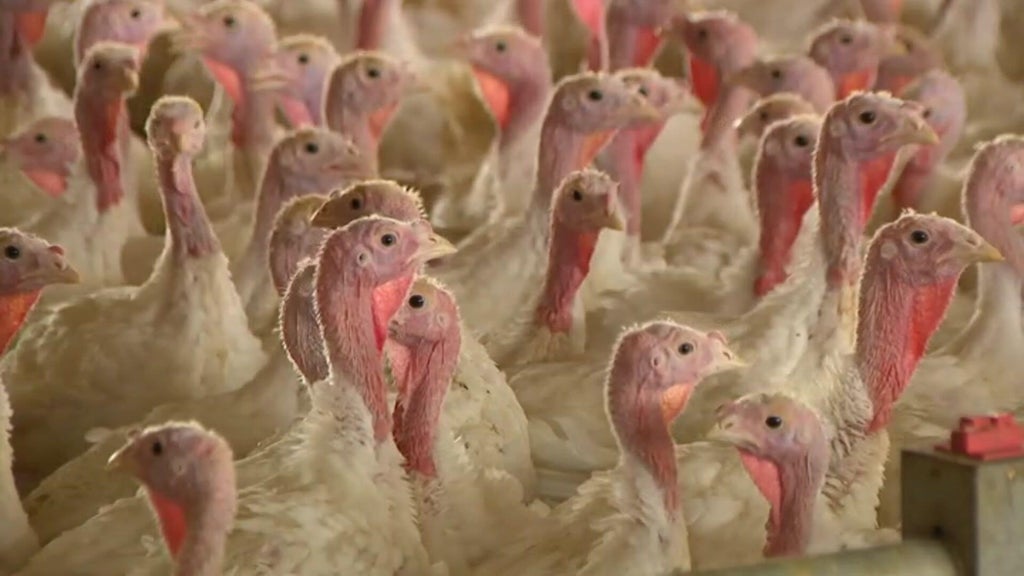 Bird flu confirmed in Barron County, Wisconsin, commercial poultry flock — WCCO / CBS Minnesota, Maplewood Real Estate news
