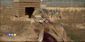 Meet Minnesota’s gray wolves — KSTP 5
