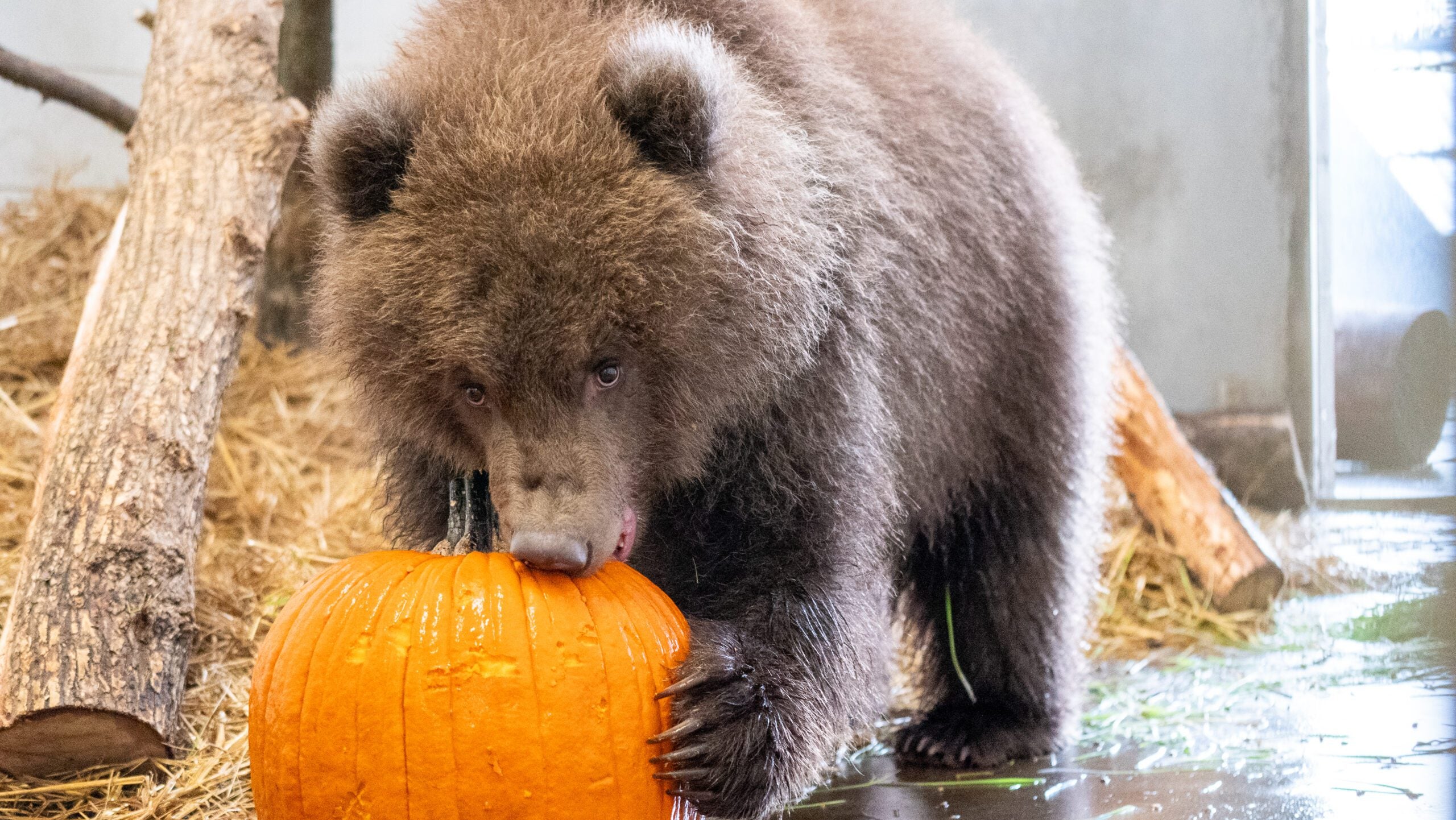Minnesota Zoo welcomes 3 orphaned brown bear cubs rescued from Alaska — Maplewood Health news