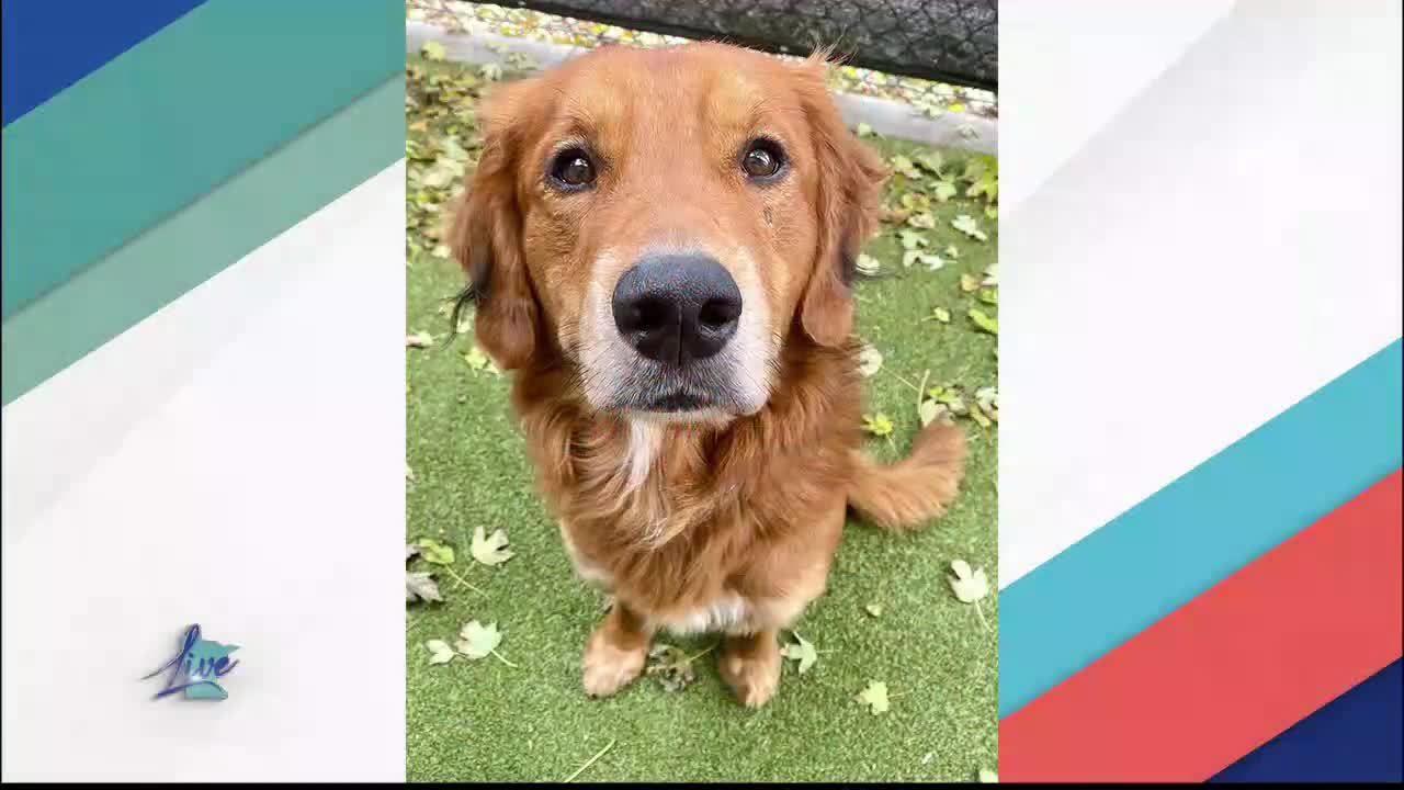 Adopt a Dog Month: Golden Retrievers — KSTP 5, Maplewood Community news