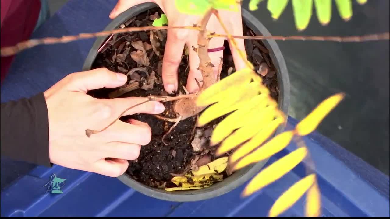 Tips for Planting Trees — KSTP 5, Maplewood Community news