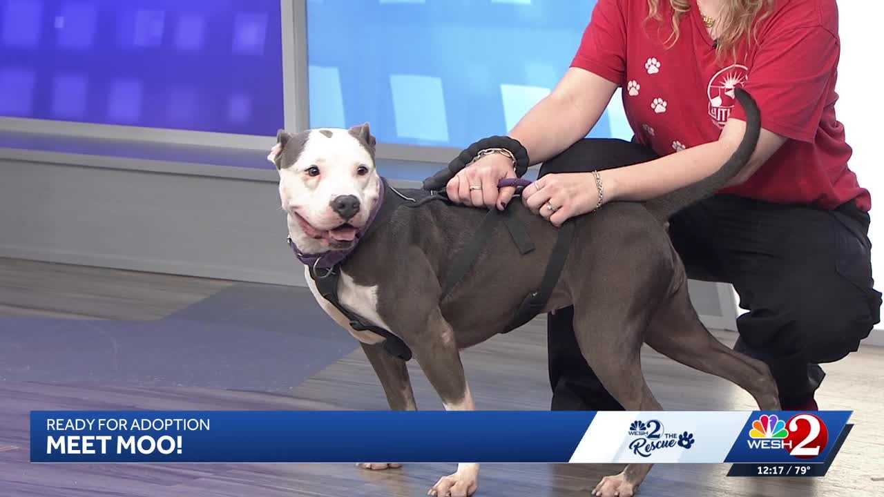 Moo at Southeast Volusia Humane Society is looking for a home — WESH 2 Orlando, Maplewood Community news
