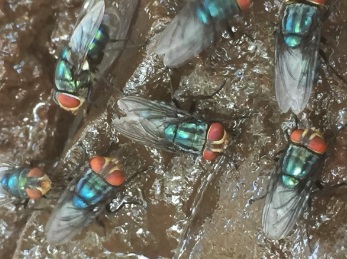 Odor complaints target Mexico’s screwworm fly facility — KFGO, Maplewood Schools news