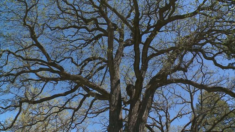 How to keep your oak trees healthy — KARE 11 Local, Maplewood Health news