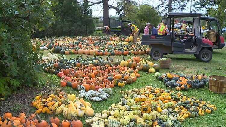 Pumpkin 101: Best to cook, carve & display — KARE 11 Local, Maplewood Community news