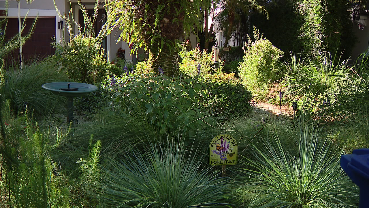 Florida city offers homeowners up to $3,000 to ditch thirsty grass — a move that slashes their water bills — FOX 9, Maplewood Community news