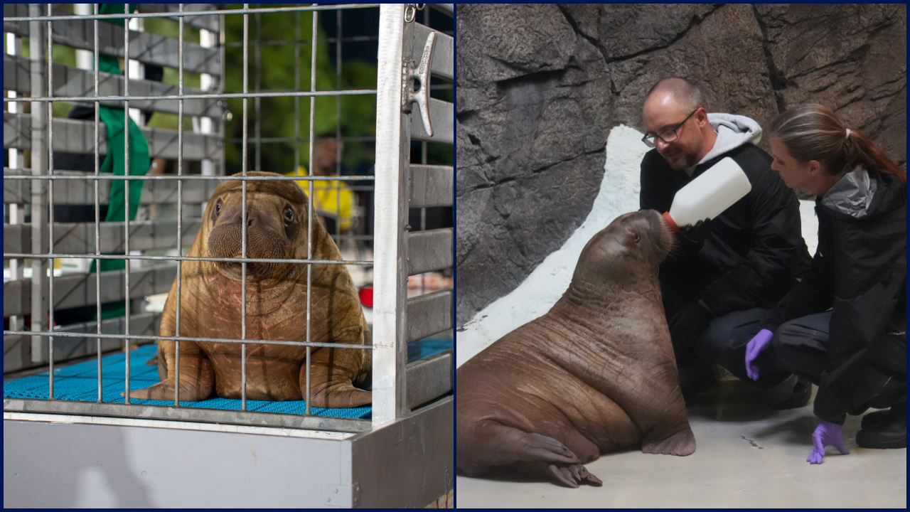 Orphaned baby walrus in Alaska flown 4,800 miles to new home in Florida — FOX 9, Maplewood Community news