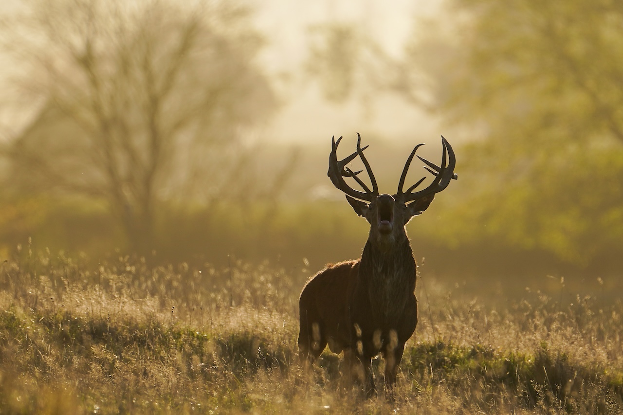 Deer-related crashes spike in the fall. Here's why. — FOX 9, Maplewood Sports news