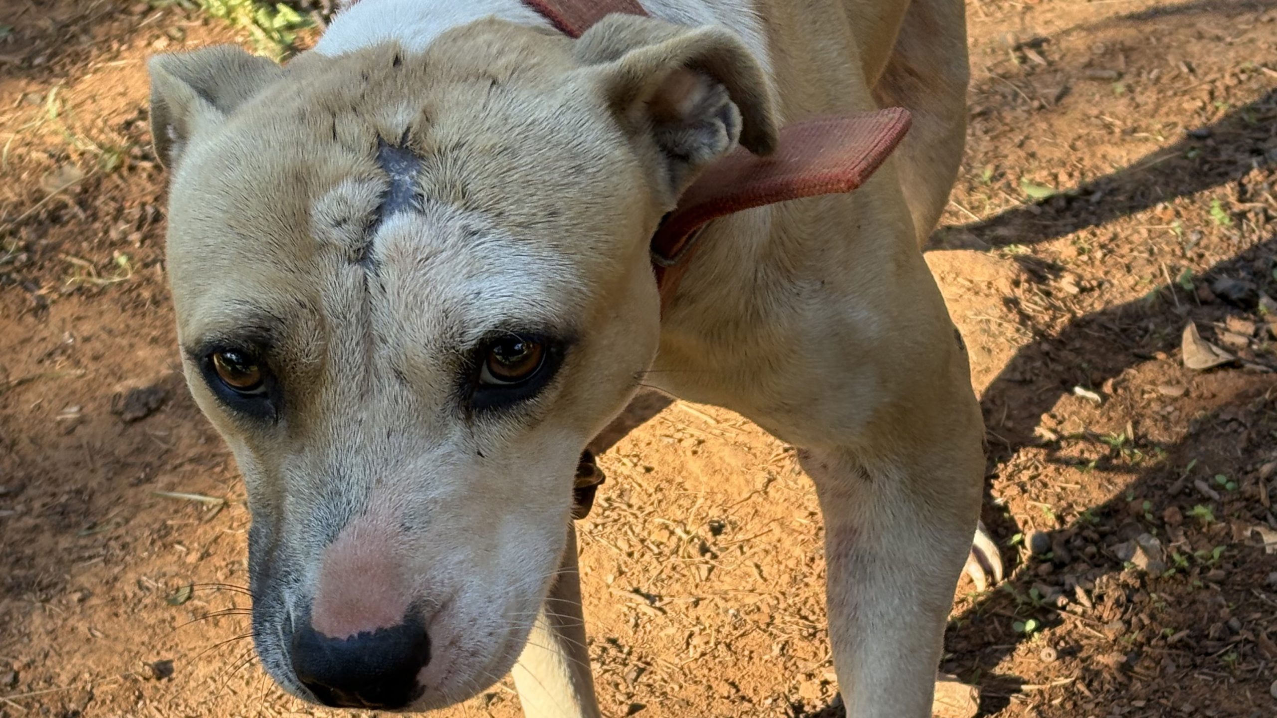 25 charged in SC dogfighting, drug trafficking ring — FOX 9, Maplewood Community news